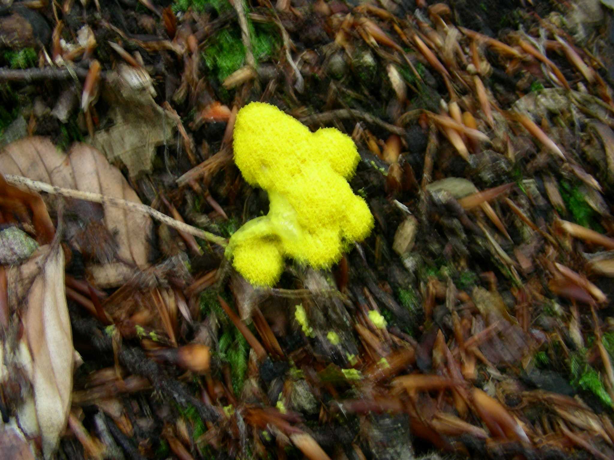 1363 Giugno vecchio ritrovamento